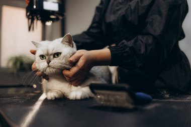 Kedi bakımı, yün tarama. Ekspres deri. Güzellik salonunda güzel bir kedi. Tımar edilmiş hayvanlar, taranmış saçlar. Kedi bakıcılığı ustası..