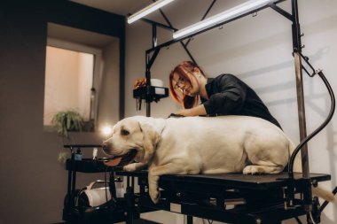 Labrador kuaförde. köpek bakımı