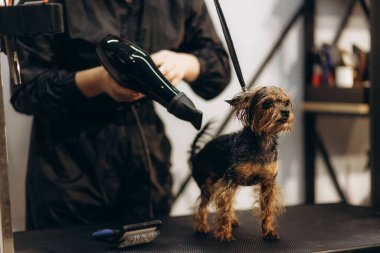 Yorkshire Teriyeri, kadın tımarcı tarafından ameliyat ediliyor.