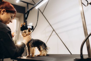 Siyah tımar masasının yanında Yorkshire Terrier köpeği var. Saç kesiminden önce, yüzünde ve vücudunda uzun saçlar var. Hayvan bakımı. Bakım salonu
