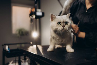 Evinde yerde sevimli beyaz kedisini tarayan bir kadın. Tüylü hayvan gözleri kapalı taramaktan hoşlanır. Evcil hayvanla ilgilenen kadın. Hijyen konsepti. Şirin bir arka plan..