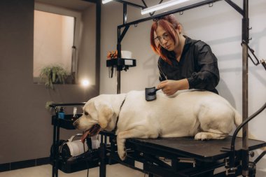 Female groomer taking care of Labrador puppy in salon clipart