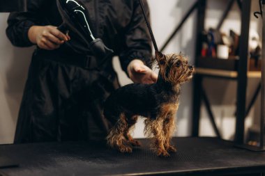 Yorkshire Teriyeri, hayvanat bahçesi salonundaki bakım masasında her gün için güzel bir saç kesimiyle yatıyor..
