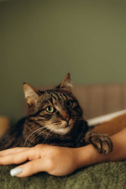 Pençesini insanın eline koyan bir kedi.