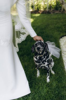 Gelinin gelinliğinin yanında bir Dolmatian köpeğinin yakın çekimi.