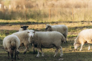 Kırsal bir alanda toplanan koyunlar, sıcak güneş ışığı altında çimlerin üzerinde otluyorlar. Kırsal kesimin sakinliği, bu hayvanların çiftliğin huzurlu doğal ortamının tadını çıkarmasıyla resmedildi..