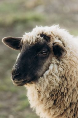 Yumuşak, bulanık bir arka plan karşısında, tüylü kürküne ve sakin ifadesine odaklanmış bir koyunun ayrıntılı bir görüntüsü.