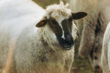 A calm sheep with a unique face marking is captured up-close in a golden-lit farm pasture, evoking a rural ambiance and serene atmosphere.