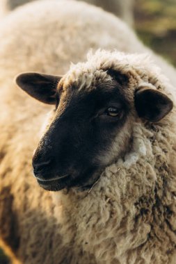 Bir koyunun büyüleyici yakın çekimi, tüylü paltosunu ve sakin tavrını vurgulaması, doğal aydınlatmada güzel bir şekilde yakalanması..
