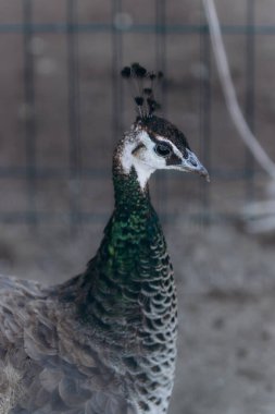 Karmaşık tüyler ve canlı renkler sergileyen bir tavus kuşunun detaylı görüntüsü. Zarafet ve doğal güzelliği gösteriyor, vahşi yaşamı ve kuşbilimini temsil ediyor..