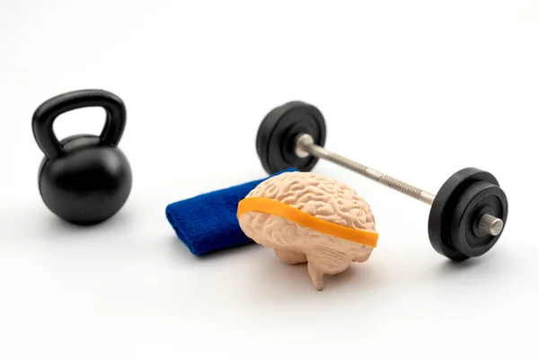Modelo Anatomía Cerebro Humano Junto Concepto Peso Del Gimnasio Para Imágenes De Stock Sin Royalties Gratis
