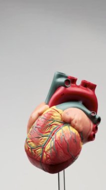 Tıp Fakültesi Eğitim Programları, Klinik Anatomi Eğitimi ve Kardiyovasküler Sistem Araştırmaları İçin Gri Arkaplan Dönüşümlü İnsan Kalbi Modeli 4K Dikey Videosu