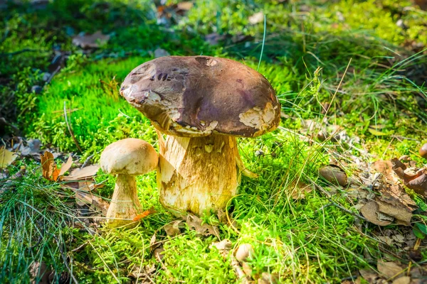 View Boletus Mushrooms Forest Shadow Overlay — Stockfoto