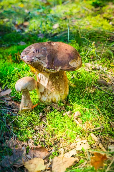 View Two Boletus Mushrooms Forest — Stock Photo, Image