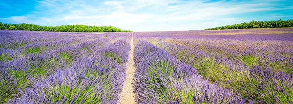 Flores Lavanda Campo Floreciente Con Filas Panorama Verano Provenza Francia — Foto de Stock