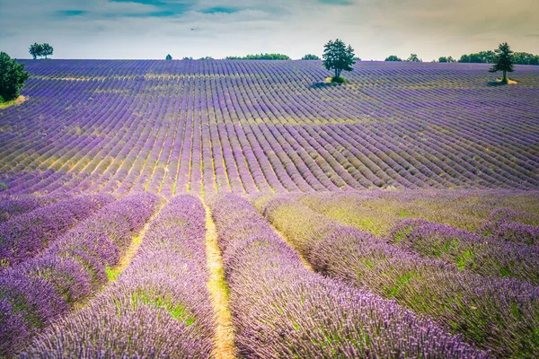 Lavanta Çiçekleri Yazın Sıralanır Provence France — Stok fotoğraf