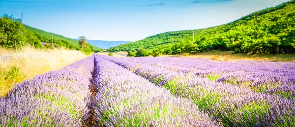 Lavendel Blommor Berg Fält Med Sommar Blå Himmel Frankrike Web — Stockfoto