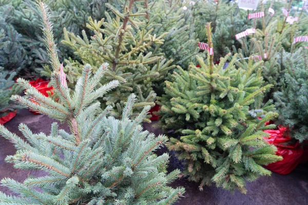 Julgransmarknaden Med Val Färska Vintergröna Träd — Stockfoto