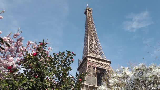 Eiffelova Věž Růžovými Bílými Magnóliovými Jarními Květy Paříž Francie — Stock video