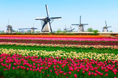 Hollanda, lale tarlasının renkli çizgileri üzerinde Hollanda yel değirmeni
