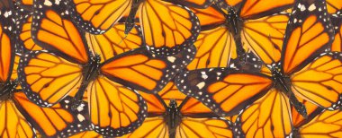 Orange monarch butterfly close up natural background clipart