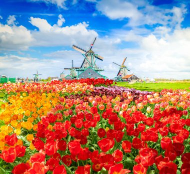 Hollanda 'daki renkli lale sahasının üzerinde Hollanda yel değirmeni