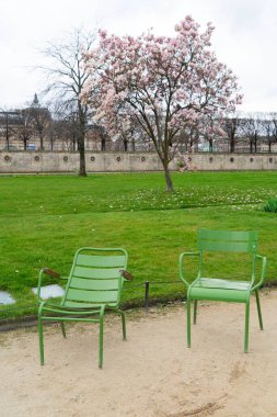 Paris 'te bahar tatili. Sandalyeleri ve çiçek açan manolya ağacı olan Tuileries bahçeleri, Paris Fransa.