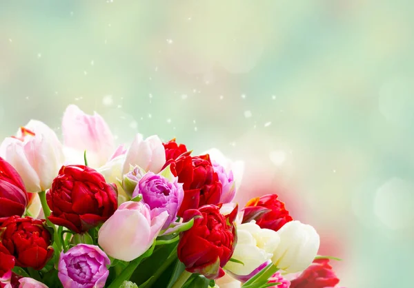 新鲜的粉红色和红色郁金香花的花束关闭在蓝色的背景 — 图库照片