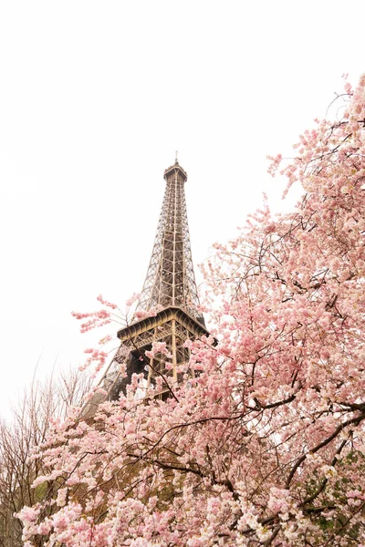 エッフェル塔と桜の春の花 フランス — ストック写真