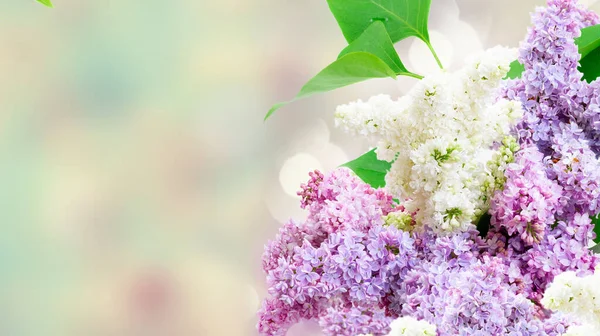 Čerstvé Fialovými Květy Jemných Pastelových Barvách Zelenými Listy Jarní Zahradě — Stock fotografie