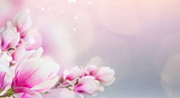 Blommande Rosa Magnolia Trädgren Med Blommor Mot Vit Bakgrund — Stockfoto