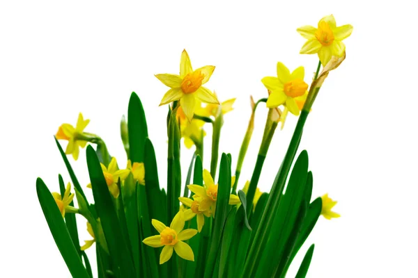 Yellow Daffodil Flowers Green Leaves Isolated White Background — Stock Photo, Image