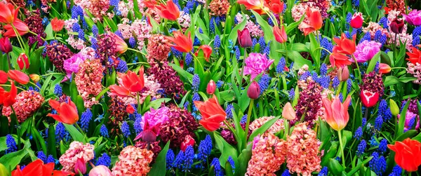 Цветные Тюльпаны Цветочные Фон Весеннем Формальном Саду Ретро Тонизированные — стоковое фото