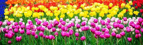 Kolorowe Rosnące Rzędy Tulipanów Kwitną Wiosenny Dzień Stonowane — Zdjęcie stockowe