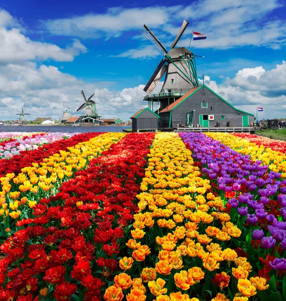 Hollanda Lale Tarlasının Renkli Çizgileri Üzerinde Geleneksel Hollanda Yel Değirmeni — Stok fotoğraf