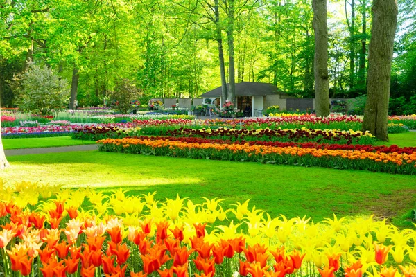 Свежая Весенняя Лужайка Цветущими Цветами Зеленой Травой — стоковое фото