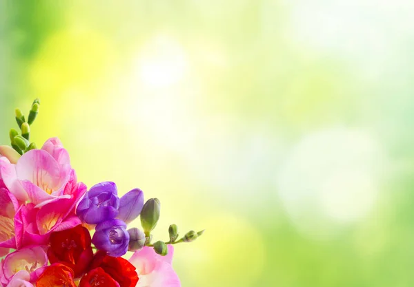 緑の背景に新鮮な黄色 ピンクと青のフリージアの花のフレーム — ストック写真
