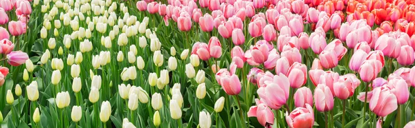 Renkli Büyüyen Pembe Kırmızı Beyaz Laleler Bahar Resmi Bahçesinde Çiçek — Stok fotoğraf