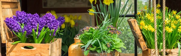 Весняні Пейзажі Сині Ростуть Гіацинти Нарциси Квіти Полиці — стокове фото
