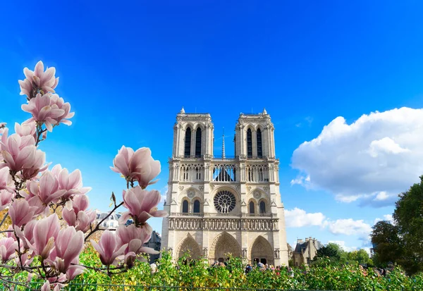 Fassade Der Kathedrale Notre Dame Mit Frühlingsblumen Paris Frankreich Sommertag — Stockfoto