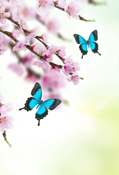 Cherry Tree Branch Blooming Flowers Green Garden Butterflies Spring Background — Stock Photo, Image