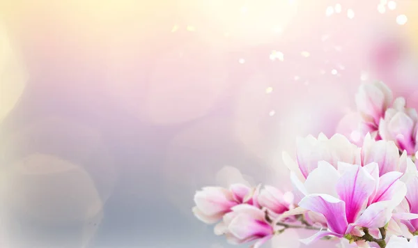 ピンクと紫の背景に花とピンクのマグノリアの木の枝を開花 — ストック写真