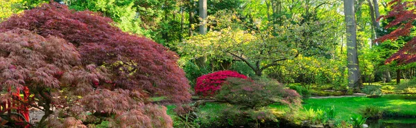 春水が流れ オランダ ハーグの日本庭園で緑の草 — ストック写真