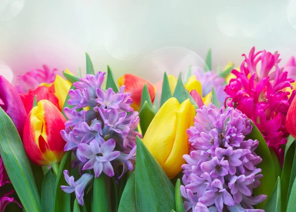 Jacinthes Roses Violettes Avec Bordure Tulipes Sur Fond Bleu Bokeh — Photo
