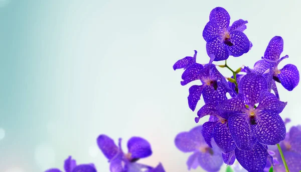 Букет Свіжих Синіх Квітів Орхідей Банер Фоні Боке — стокове фото