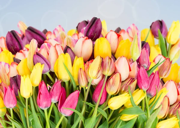 Bouquet Tulipes Multicolores Printanières Sur Fond Bleu Bokeh — Photo