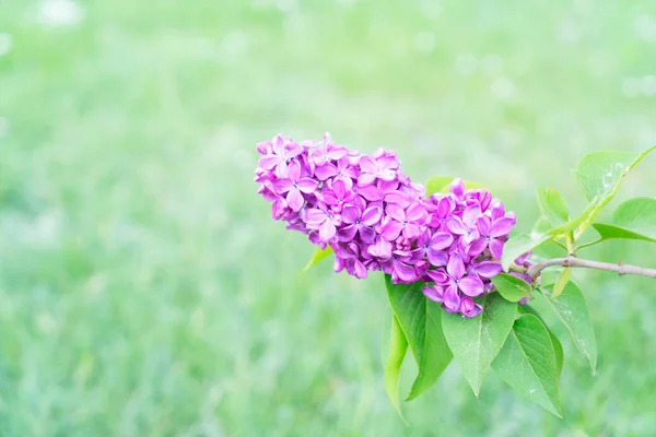 Flores Lilás Violeta Florescendo Fundo Desfocado Grama Verde — Fotografia de Stock