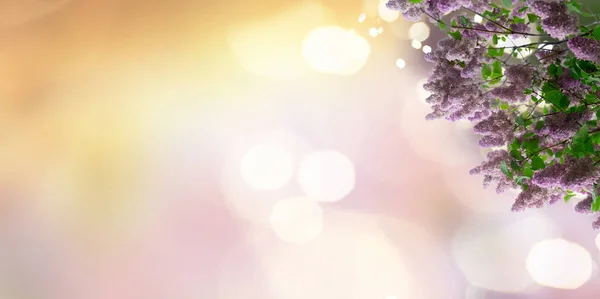 Lilac Kvetoucí Strom Fialovými Květy Zelenými Listy Zahradním Pozadí Web — Stock fotografie