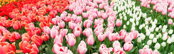 Coloridos Tulipanes Rosados Rojos Blancos Floridos Jardín Formal Primavera —  Fotos de Stock
