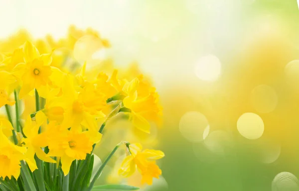 Narcisos Amarillo Primavera Brillante Cerca Jardín Verde —  Fotos de Stock
